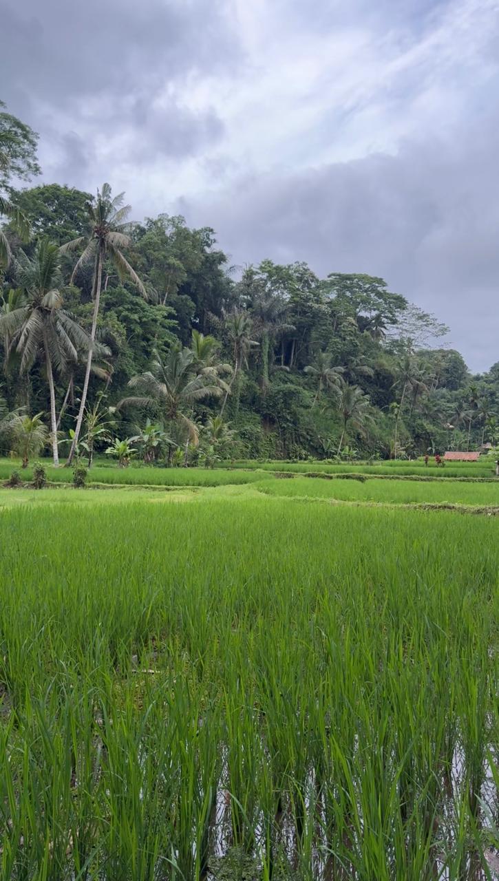 FREE HOLD Ubud Land for Sale in a Top Tier Location