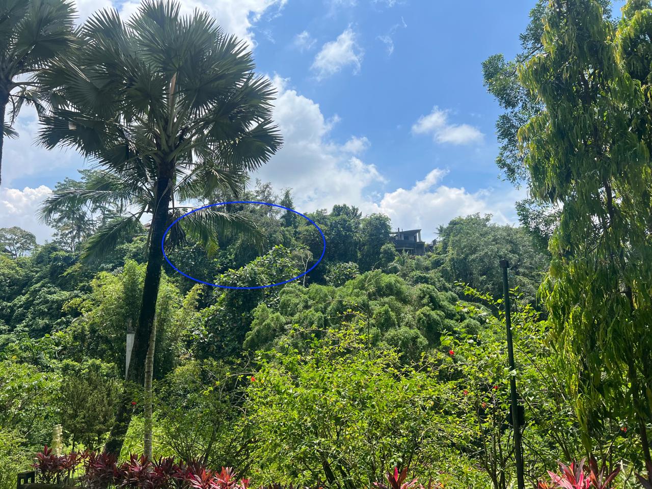 Cliffside Leasehold Land with Jungle Valley Views in Pejeng Kawan, Ubud Bali