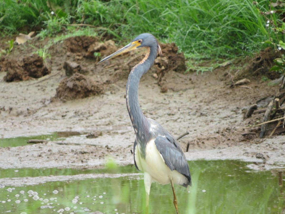 Poponjoche Caño Negro
