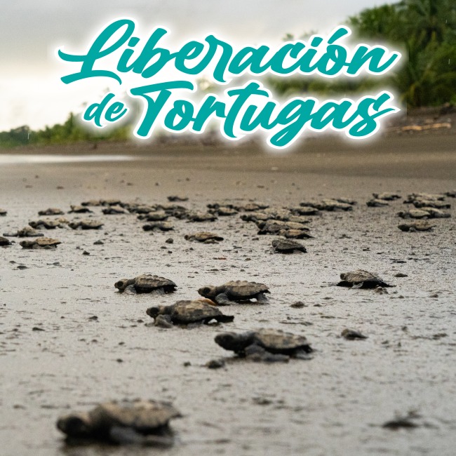 Playa de Oro Lodge Bahía Solano