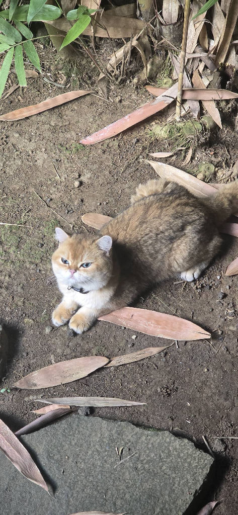 Virtuard Administrator's avatar